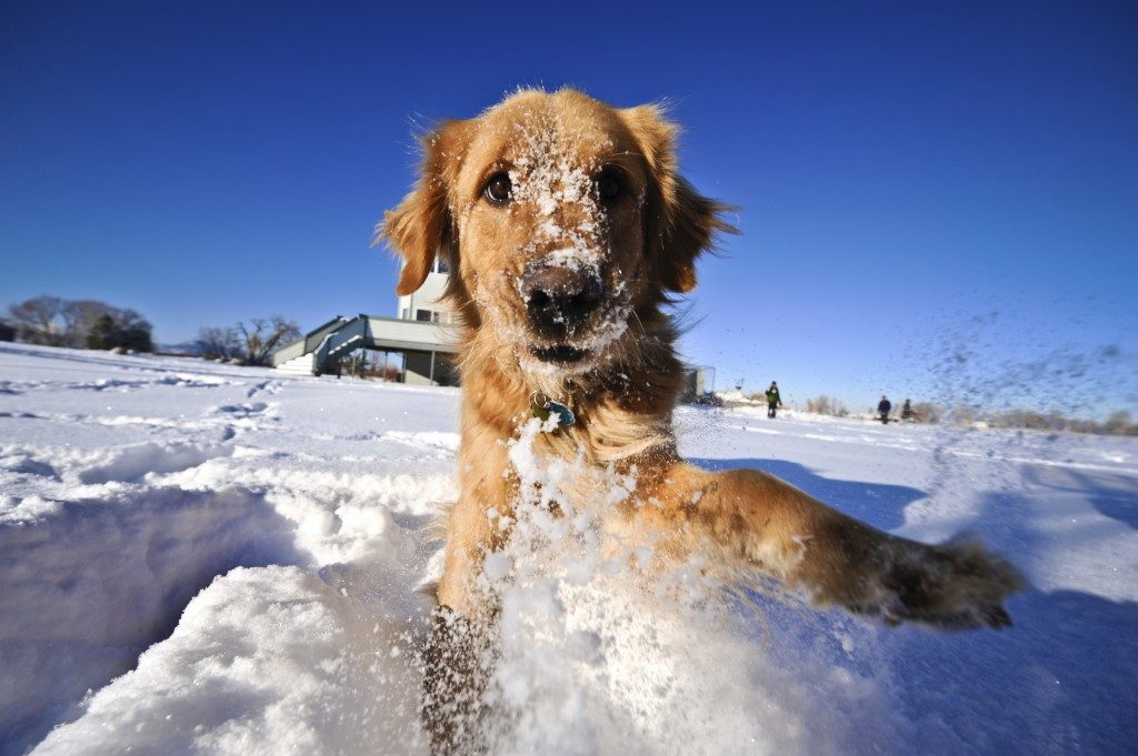 Quanti anni può vivere un cane di media?