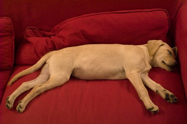 Come far muovere e giocare un cane pigro