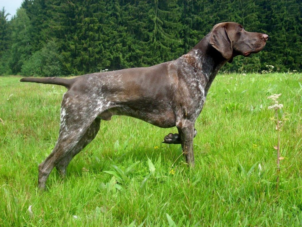 Cane da caccia: indicazioni e consigli per scegliere l’esemplare più adatto