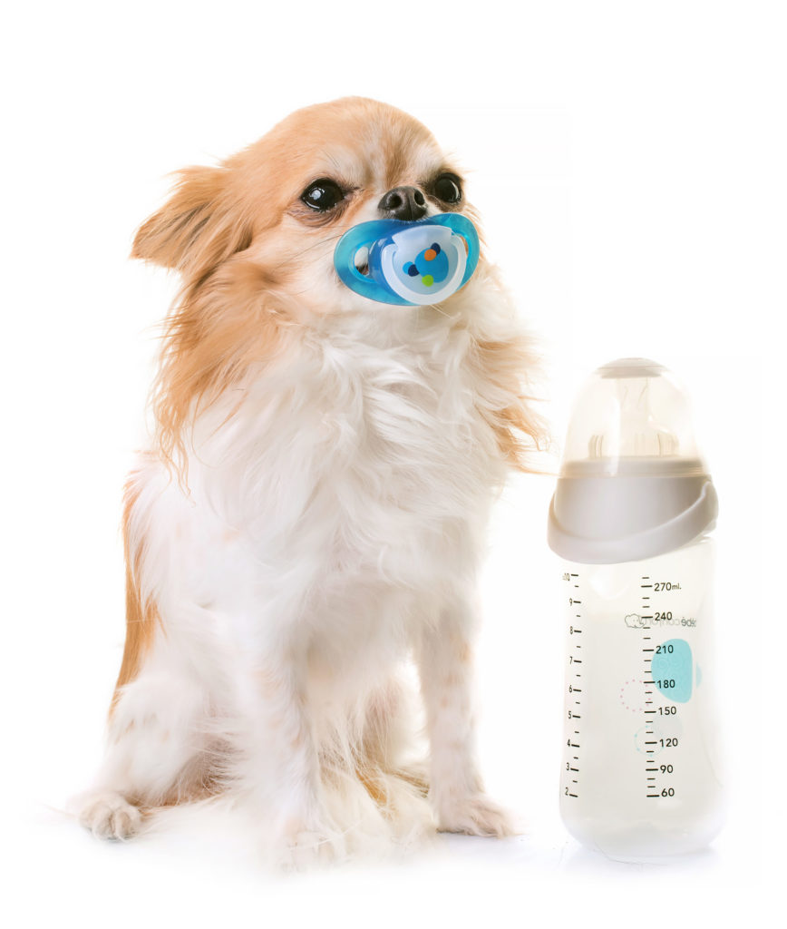 I cani possono bere il latte?