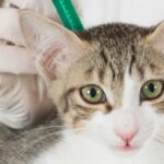 Antiparassitari per gatti: intervenire, prevenire e curare