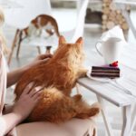 Cat Cafè di Parigi: i più famosi